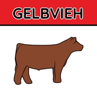 Gelbvieh