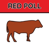 Red Poll
