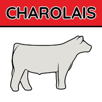 CHAROLAIS