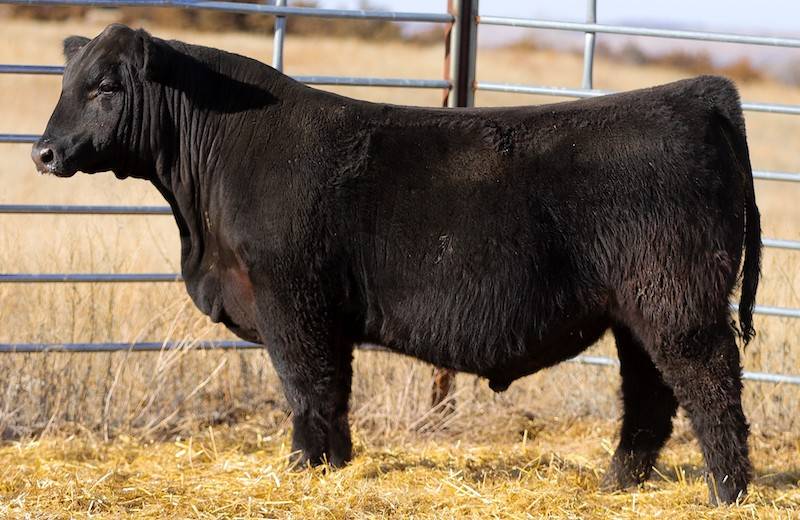 NIO Black Moon 0047 • Cattle Visions • Premier Multi-Breed Online
