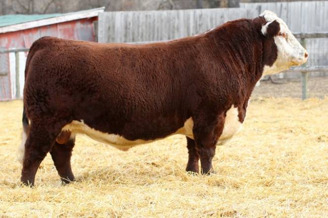 カウパレード　Cow Bella Jan Heaton カウパレード Cow Bella Jan Heaton