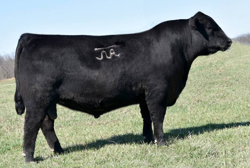 BLACK Bull　8枚 Panther Cr Incredible 8214 • Cattle Visions • Premier Multi