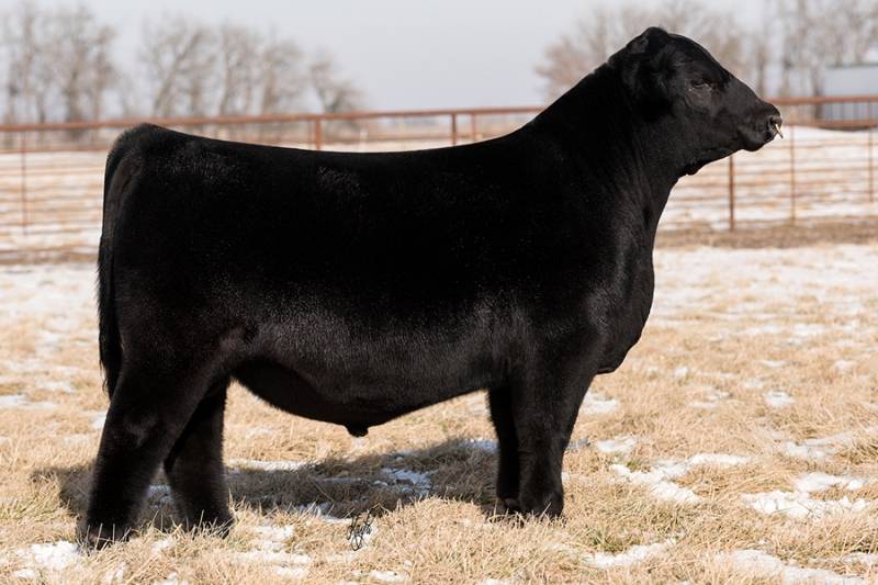 PVF Blacklist 7077 • Cattle Visions • Premier Multi-Breed