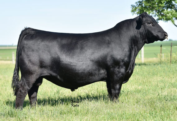 PVF-TCF-Frozen-6078-