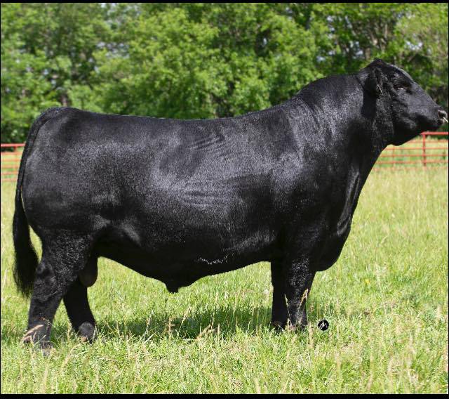 BLACK Bull 8枚 Silveiras Forbes 8088 • Cattle Visions • Premier Multi-Breed