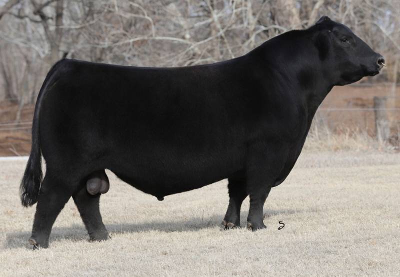 SMA Watchout 482 • Cattle Visions • Premier Multi-Breed