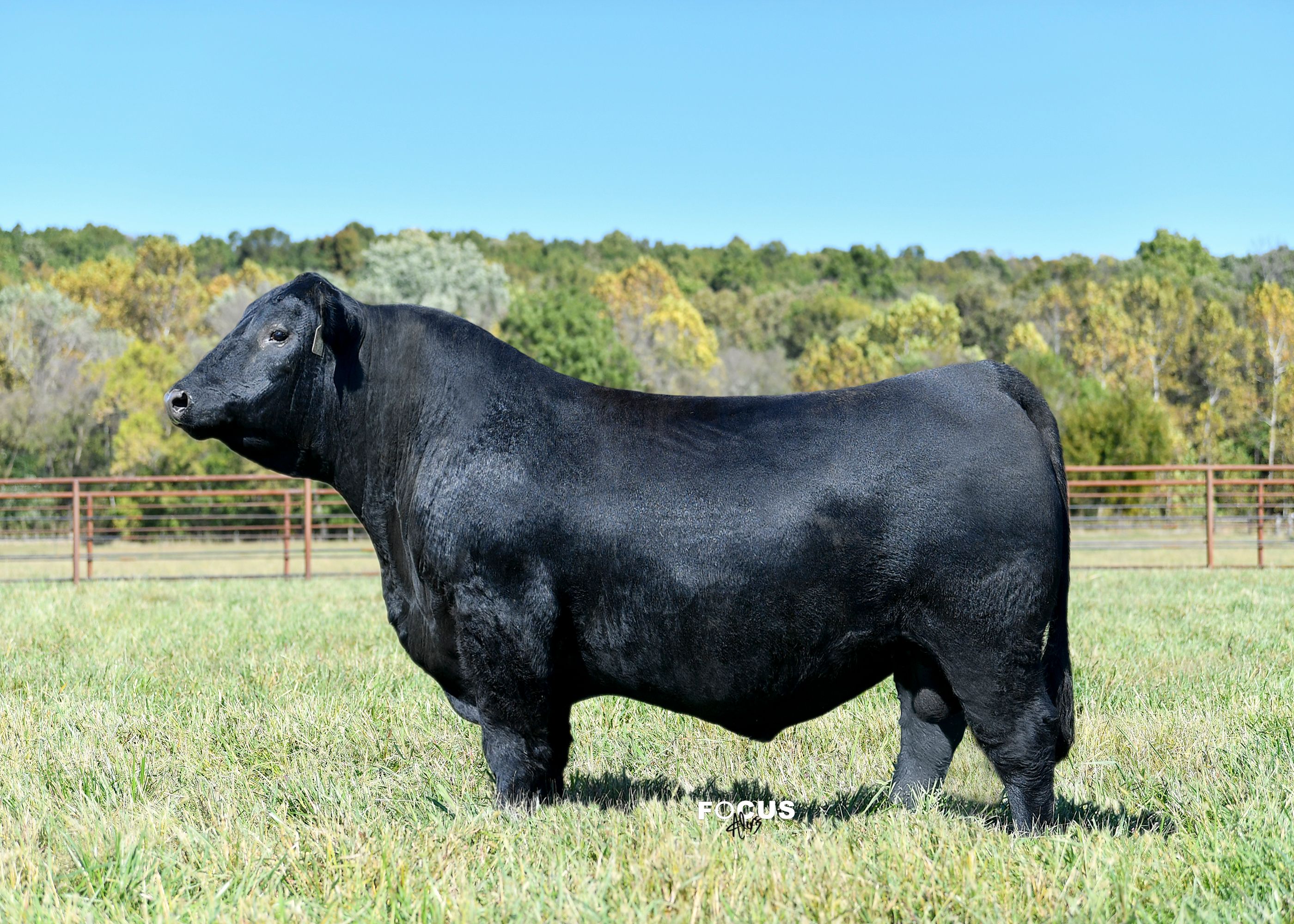 BLACK Bull 8枚 Square B Cascade 9081 • Cattle Visions • Premier Multi-Breed