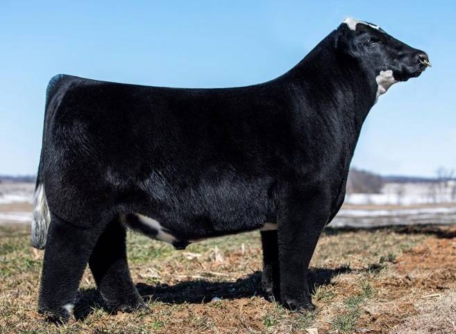 SRR MEMBERS ONLY • Cattle Visions • Premier Multi-Breed Online