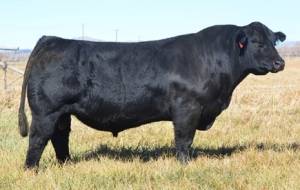 BLACK Bull　8枚 大人のドクターマーチン】8ホールブーツの新定番。履きやすさ