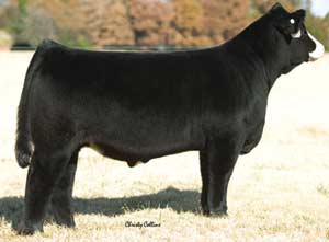 ZKCC CHOPPER 844U • Cattle Visions • Premier Multi-Breed Online