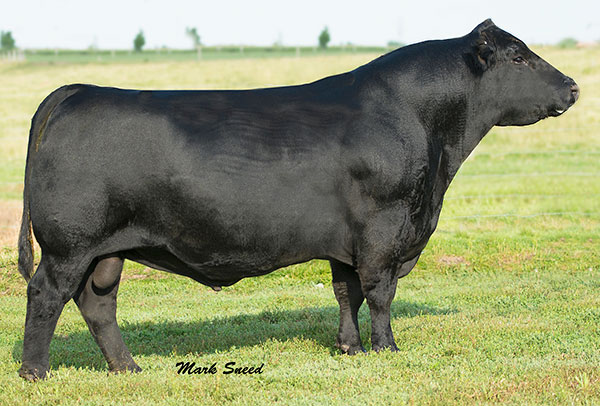 Dameron First Impression • Cattle Visions • Premier Multi