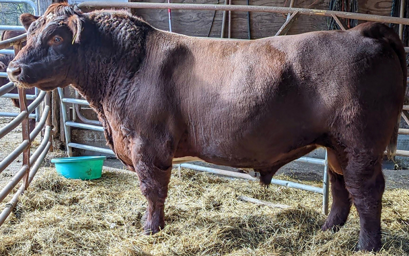 FSF Primo 9111 ET • Cattle Visions • Premier Multi-Breed Online