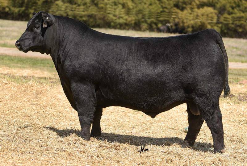 Schiefelbein Unreal 242 • Cattle Visions • Premier Multi