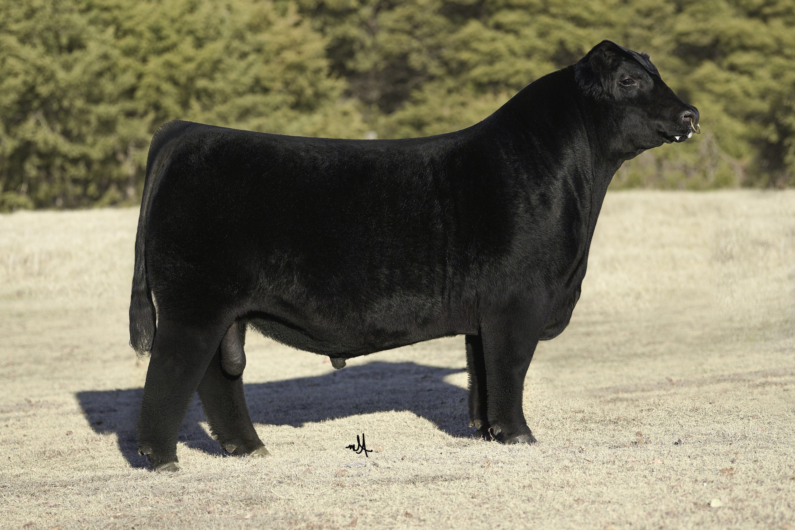 yasu3551piu1uguale3× EMMETI MOUTON yasu3551piu1uguale3× EMMETI MOUTON 2023 AUTUMN & WINTER