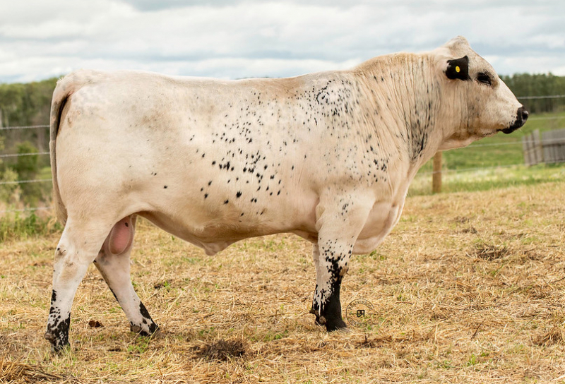 INC GOLIATH 747G • Cattle Visions • Premier Multi-Breed