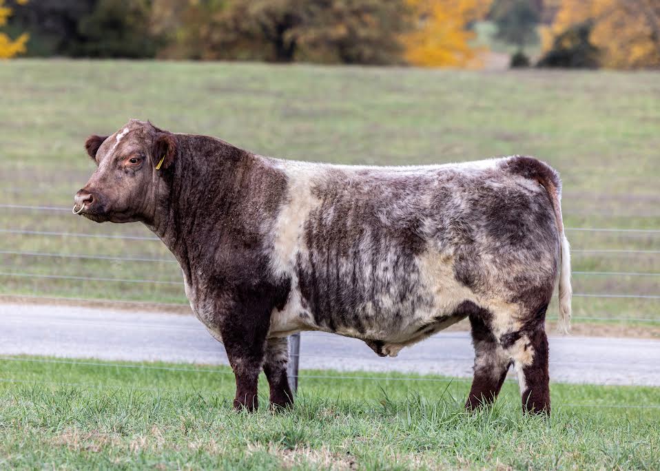 FSF EASY MONEY 018 • Cattle Visions • Premier Multi-Breed