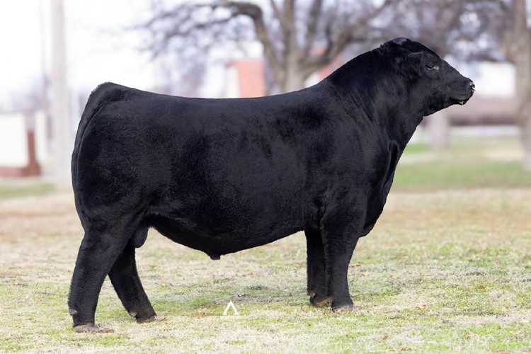 blackmeans brahman 法被 media__95893.1720455366.jpg?c=1