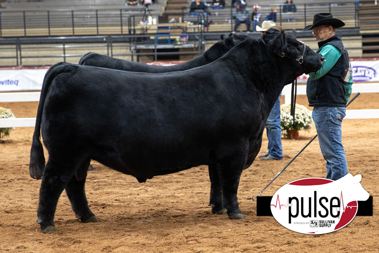 BNWZ Paisley 2143 • Cattle Visions • Premier Multi-Breed