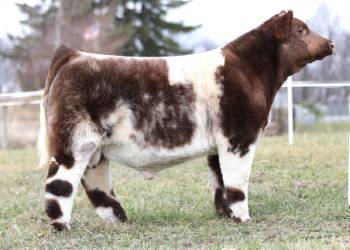 FSF LIKE NO OTHER 026 • Cattle Visions • Premier Multi-Breed