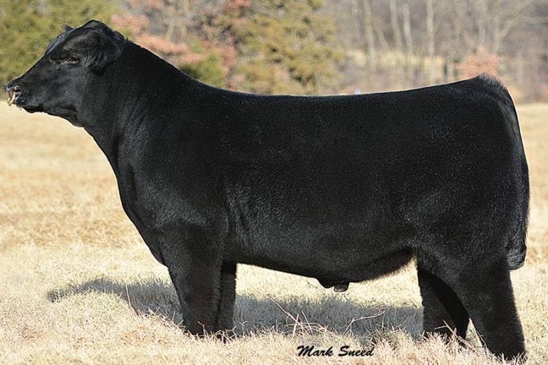 GCC LAST STAND 3000 • Cattle Visions • Premier Multi-Breed