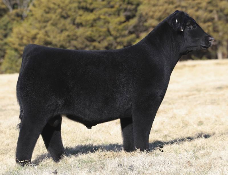 J*y様 Jak \"D Mak\" Frozt – The Michigame g Monster Jam Primetime: Detroit - 2 | February 23, 2025