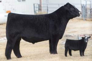 HECK THE OUTSIDER 64A • Cattle Visions • Premier Multi-Breed
