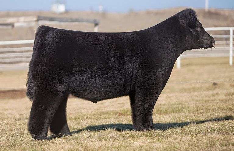 Here I Am • Cattle Visions • Premier Multi-Breed Online