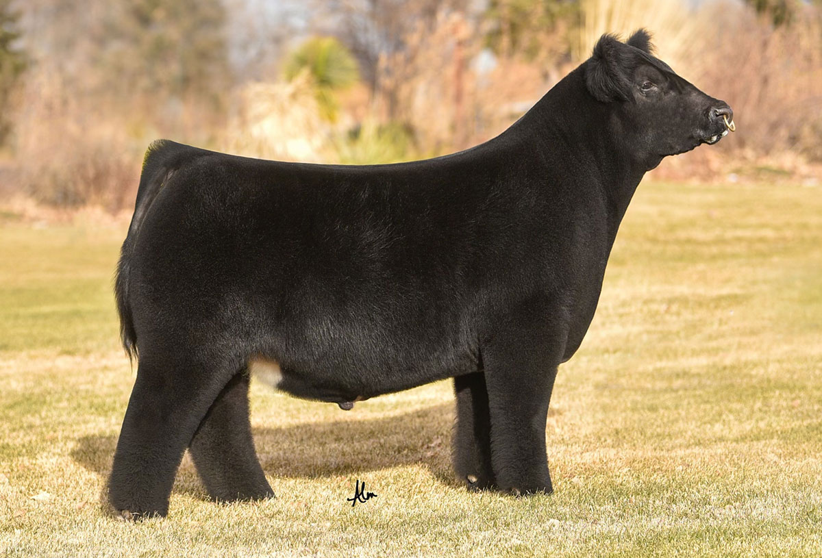 New World Order - CATTLE VISIONS