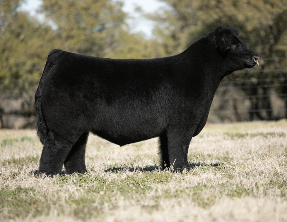 Wait's Over ET - CATTLE VISIONS