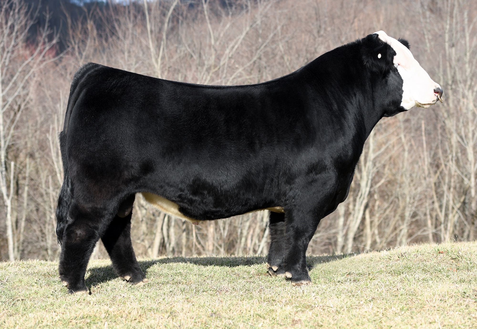 Pays to Win L38 - CATTLE VISIONS