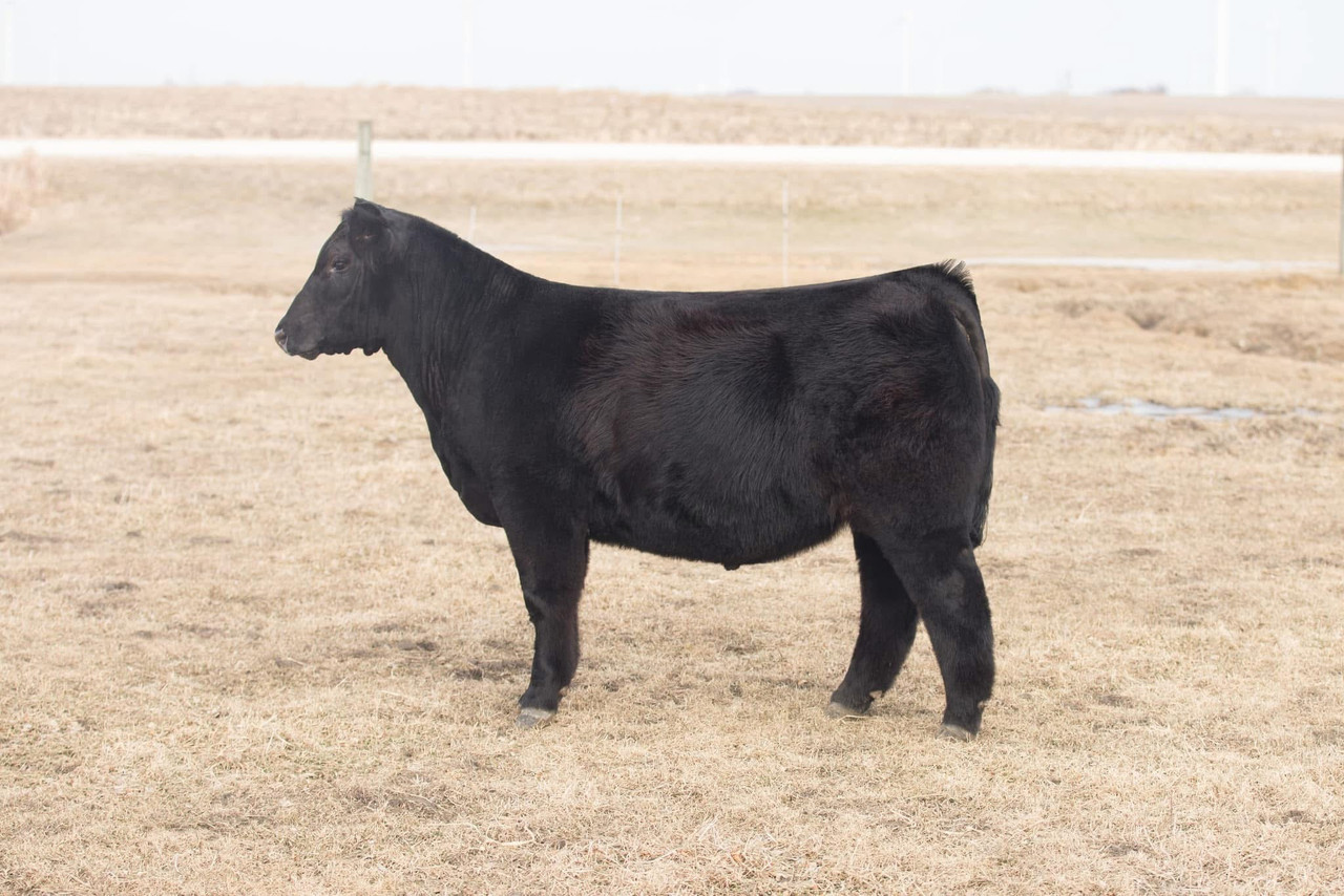 WEIS All Me 10F (Sexed Female) - CATTLE VISIONS