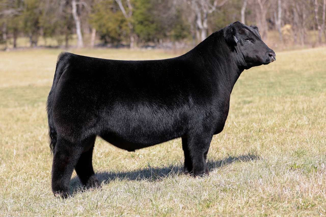 HIGG Overdrive 468M - CATTLE VISIONS