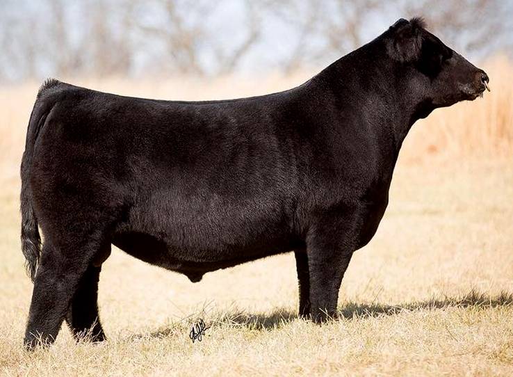 ●BIG BULL LLSF BETTER BELIEVE IT D64 • Cattle Visions • Premier Multi