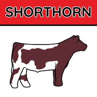 Shorthorn