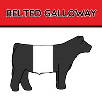Belted Galloway