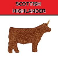 Scottish Highlander