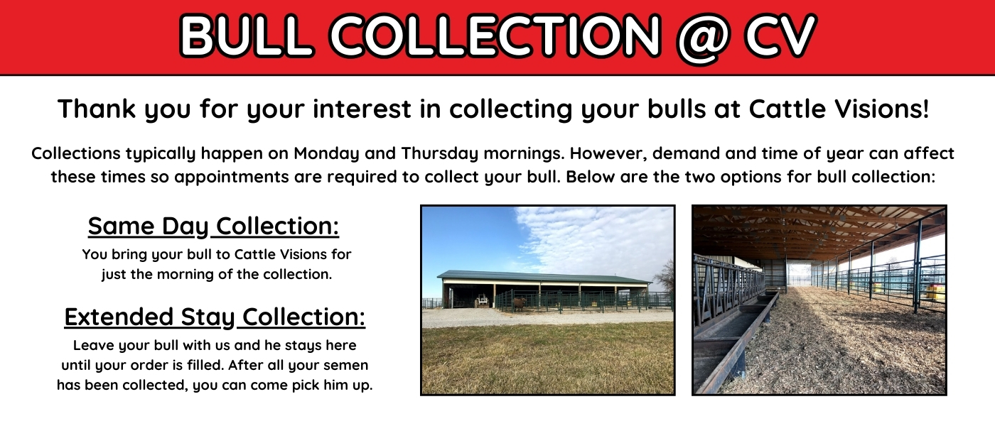 bull-collection-website-info.jpg