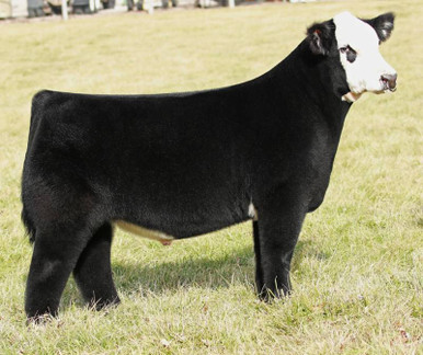 cattlevisions.com