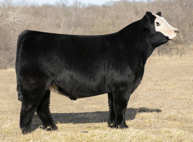 SB/LZF HECTOR 006H • Cattle Visions • Premier Multi-Breed