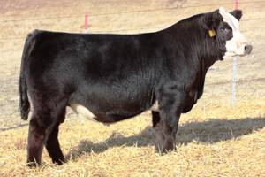 W/C Lock Down 206Z - CATTLE VISIONS