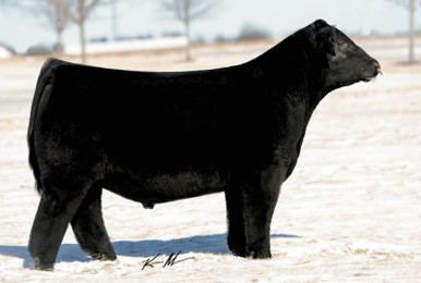 BPF KINGMAKER 162C • Cattle Visions • Premier Multi-Breed Online Semen ...