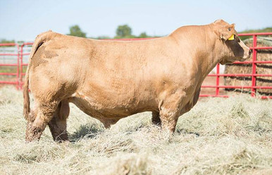 BREAD N' BUTTER • Cattle Visions • Premier Multi-Breed