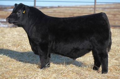 media__10152.1719433452.386.