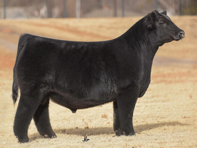 cattlevisions.com