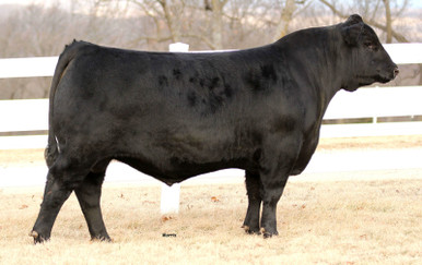 HAF Pinnacle 2026 • Cattle Visions • Premier Multi-Breed Online Semen