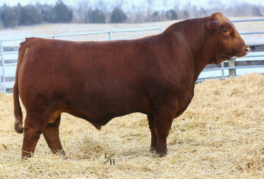 WHF NEXT UP H243 • Cattle Visions • Premier Multi-Breed Online 