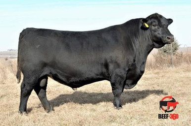 Connealy Commerce Connealy Armory • Cattle Visions • Premier Multi-Breed Online Semen ...