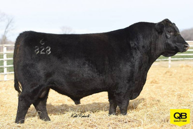 Connealy Commerce Connealy Conviction 6828 • Cattle Visions • Premier Multi-Breed Online ...