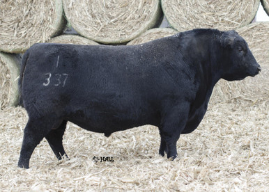 Connealy Commerce Connealy Guinness • Cattle Visions • Premier Multi-Breed Online Semen ...