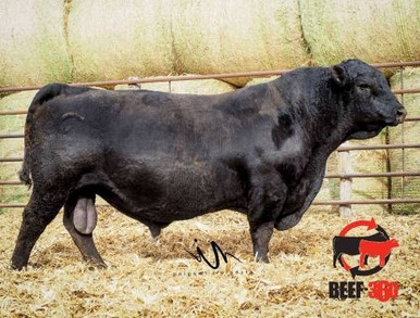 Connealy Commerce Connealy Voltage • Cattle Visions • Premier Multi-Breed Online Semen ...